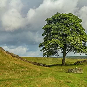 The Sycamore Gap Tree or Robin Hood Tree, Hadrian's Wall near Crag Lough, Northumberland